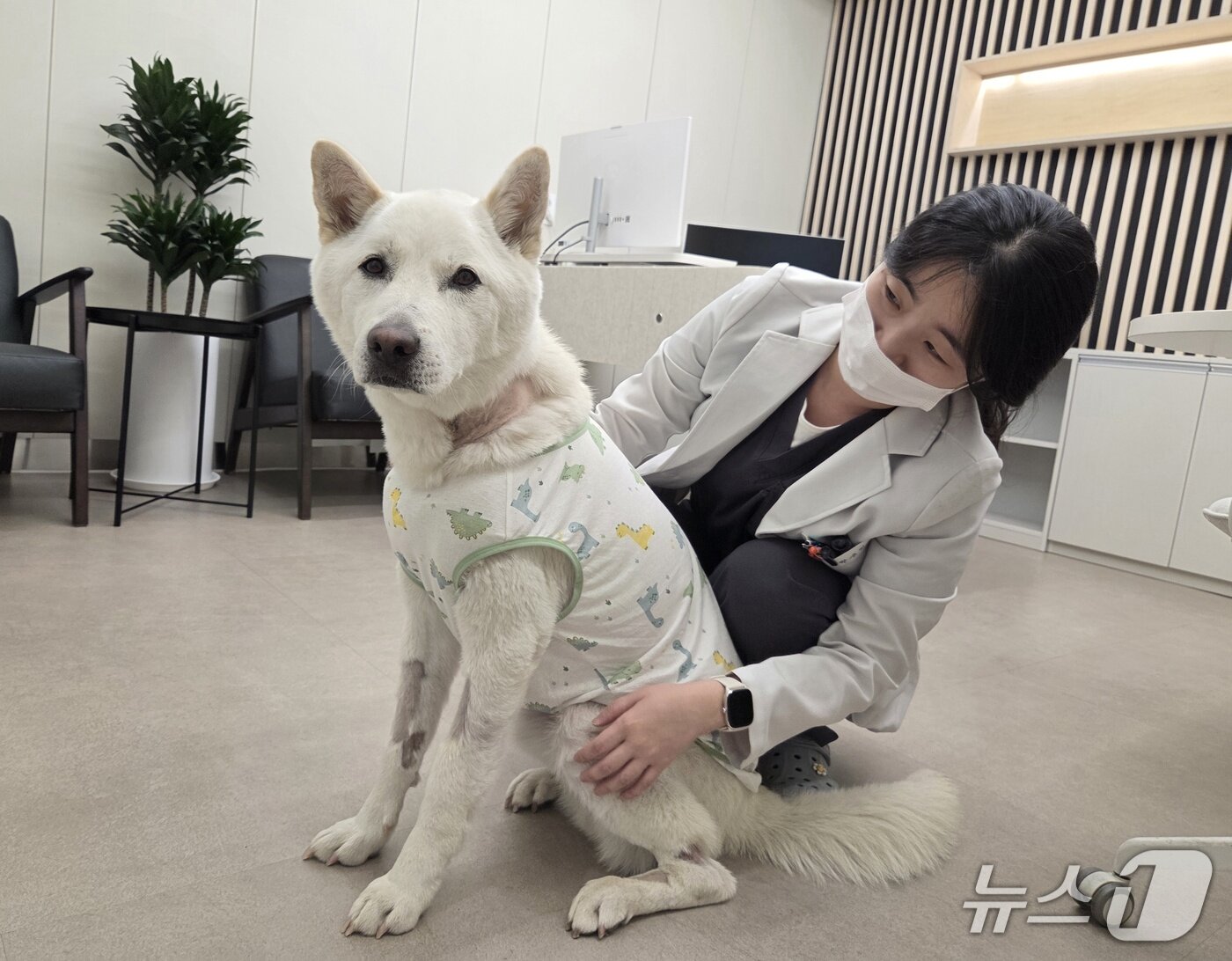 본문 이미지 - 전신 진균 감염증을 이기고 있는 탱이와 박수민 시그니처동물의료센터 내과 부장 ⓒ 뉴스1 한송아 기자