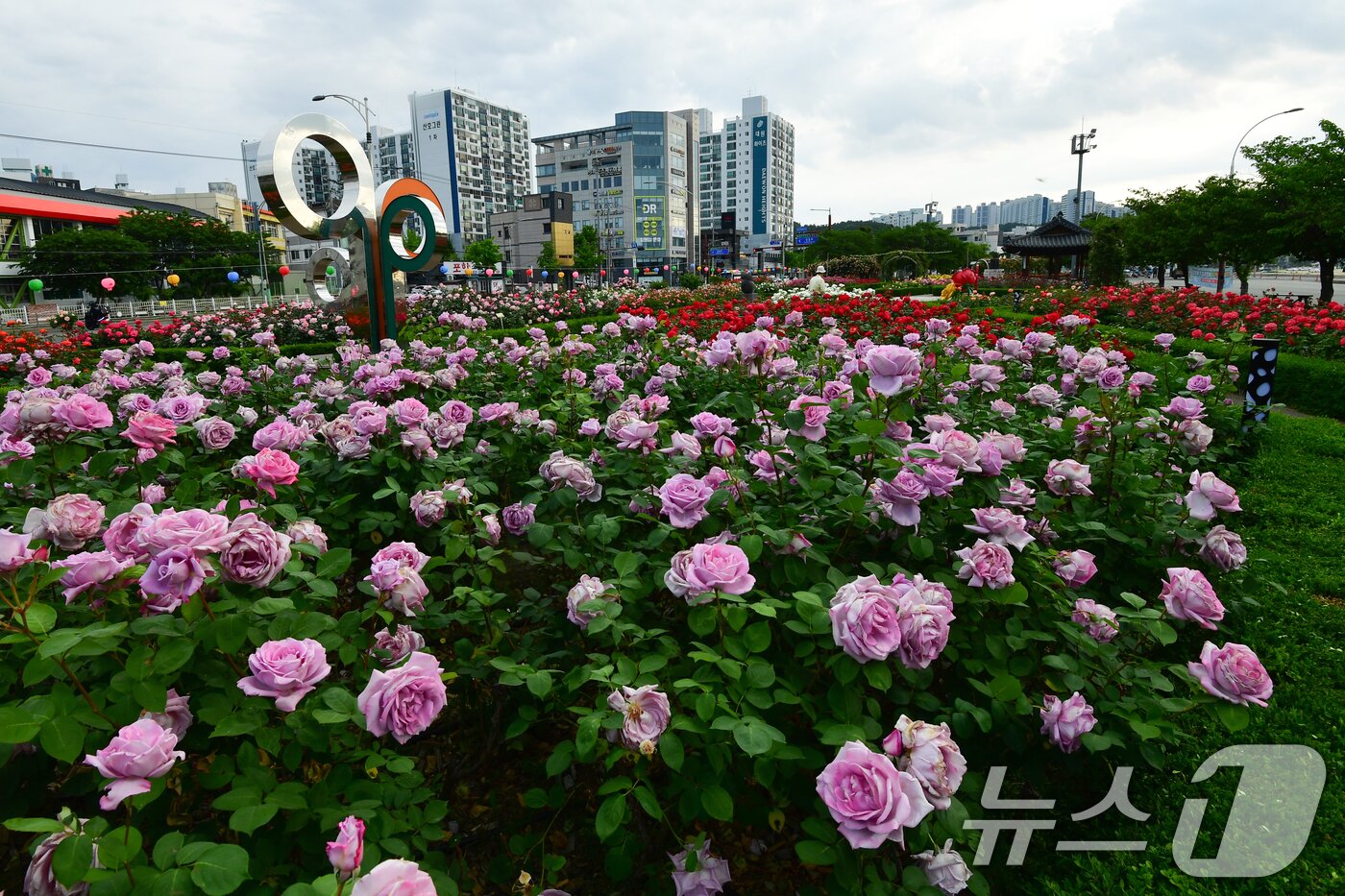 본문 이미지 - 12일 경북 포항시 북구 영일대해상공원에 조성된 장미원에서 시민들이 활짝 핀 장미꽃길을 산책하고 있다. ⓒ 뉴스1 최창호 기자