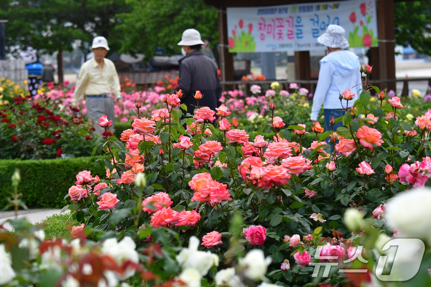 본문 이미지 - 12일 경북 포항시 북구 영일대해상공원에 조성된 장미원에서 시민들이 활짝 핀 장미꽃길을 산책하고 있다. ⓒ 뉴스1 최창호 기자