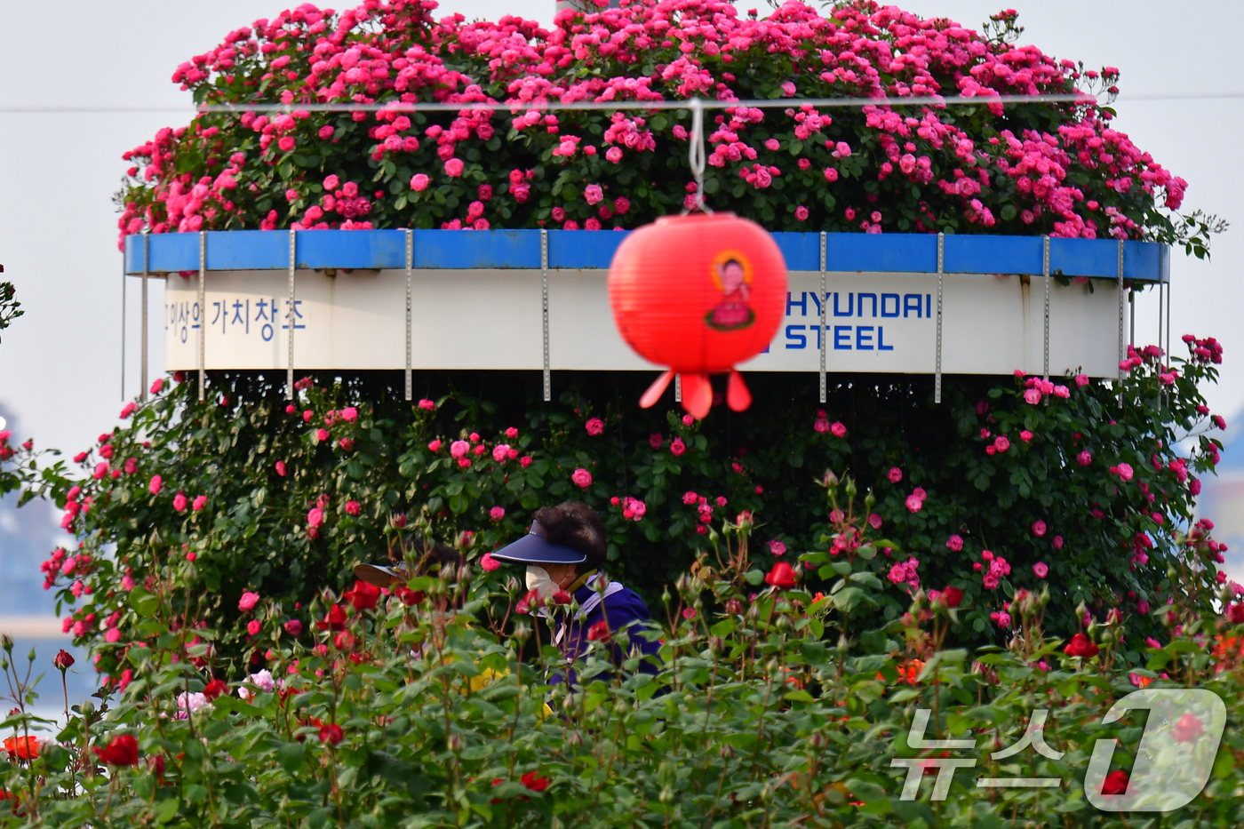 (포항=뉴스1) 최창호 기자 = 12일 경북 포항시 북구 영일대해상공원에 조성된 장미원에 있는 초대형 화분 아래로 시민들이 산책하고 있다. 2026.5.12/뉴스1