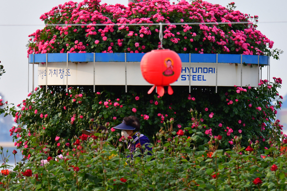 초대형 장미꽃 화분