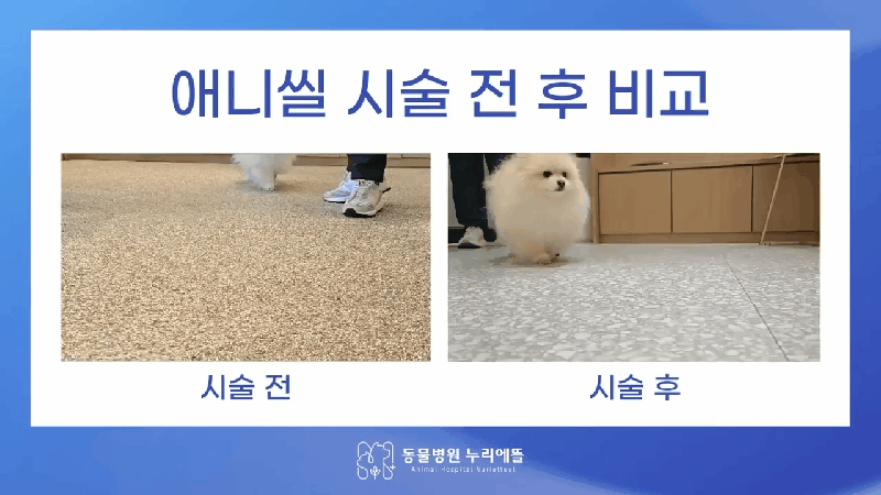 본문 이미지 - 애니씰C 관절 주사 시술 후 보행이 개선된 모습(누리에뜰동물병원 제공) ⓒ 뉴스1
