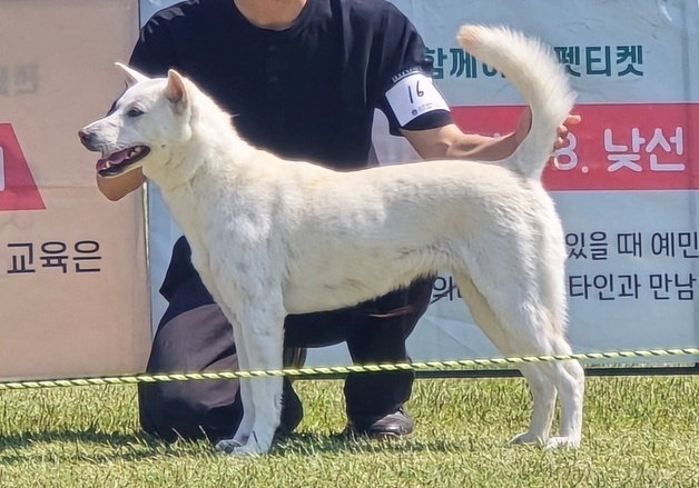 '세계 속의 진도견' 우수성 알렸다…도그스포츠대회도 열려