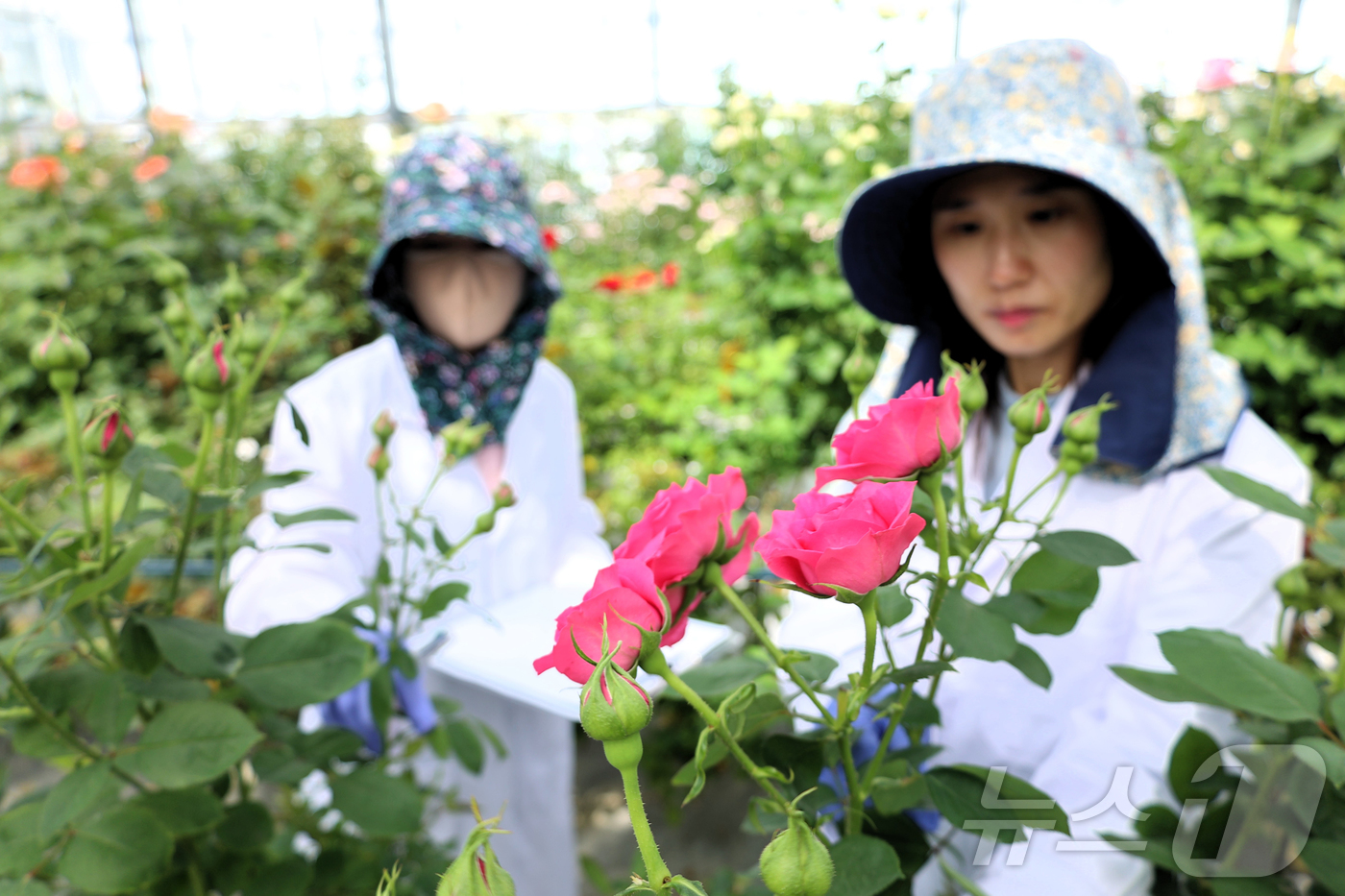 (서울=뉴스1) = 13일 전북 완주군 이서면 농촌진흥청 국립원예특작과학원 화훼 온실에서 연구원들이 국산 장미 품종 개발을 위한 특성평가를 하고 있다. (농촌진흥청 제공. 재판매 …