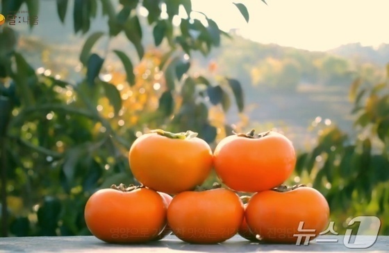 "진영 단감 지킨다"…김해시, 탄저병·햇볕 데임 예방 '총력'