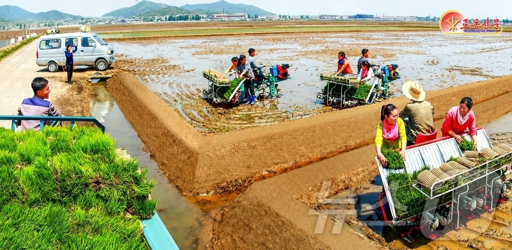 (평양 노동신문=뉴스1) = 북한 노동당 기관지 노동신문은 15일 "많은 농장들에서 지원 노력을 받지 않고 모내기를 자체적인 힘으로 내밀고 있다"고 보도했다.[국내에서만 사용가능. …