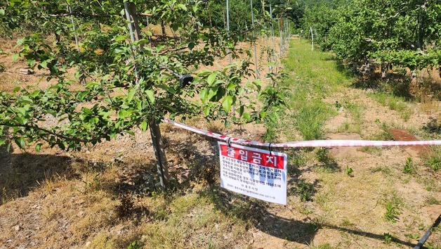 충주 과수원서 올해 첫 과수화상병 발생…위기경보 '주의' 격상