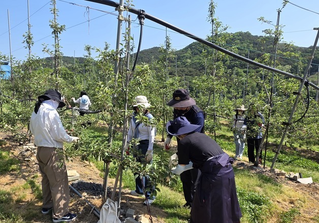 충남도 대변인실 직원들 '일손 부족' 예산 사과농장서 구슬땀