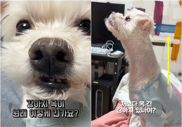 "나보다 목 길다"…SNS 달군 '가짜 말티즈' 두부