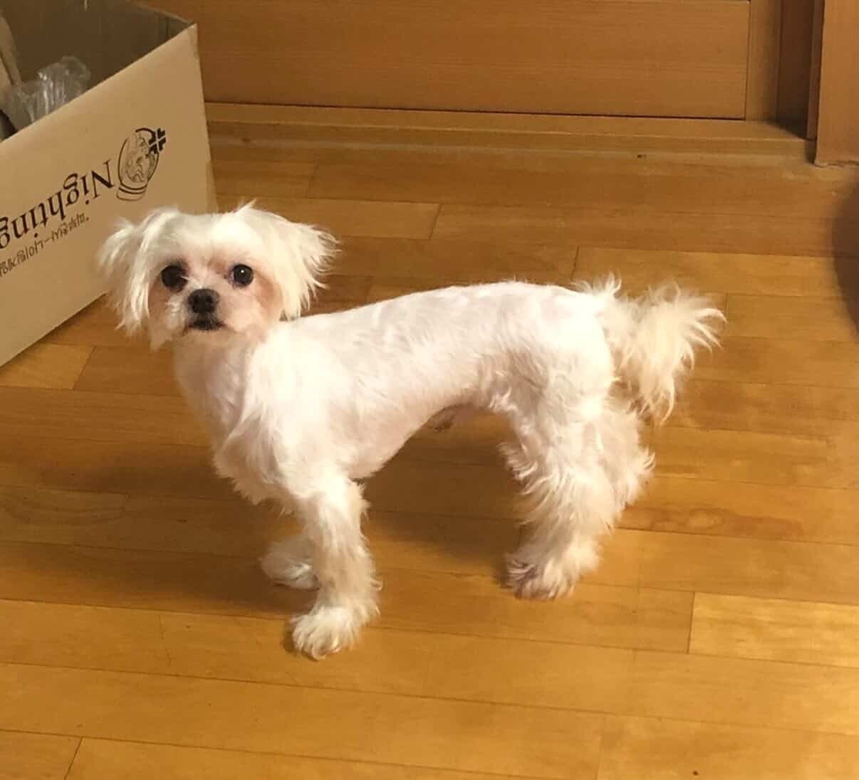 본문 이미지 - 두부가 처음 집에 온 날 찍은 사진(인스타그램 soondubu.kr 제공) ⓒ 뉴스1