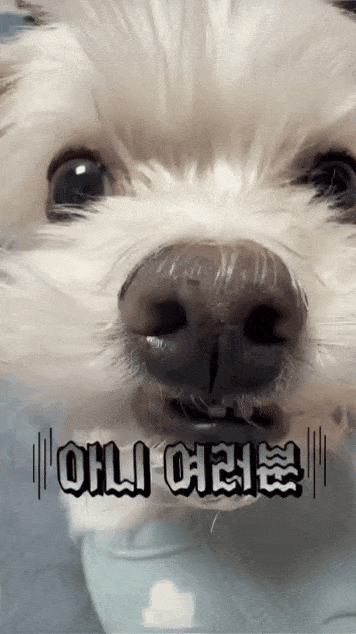 본문 이미지 - SNS에서 화제가 된 두부의 목 길이(인스타그램 soondubu.kr 제공) ⓒ 뉴스1