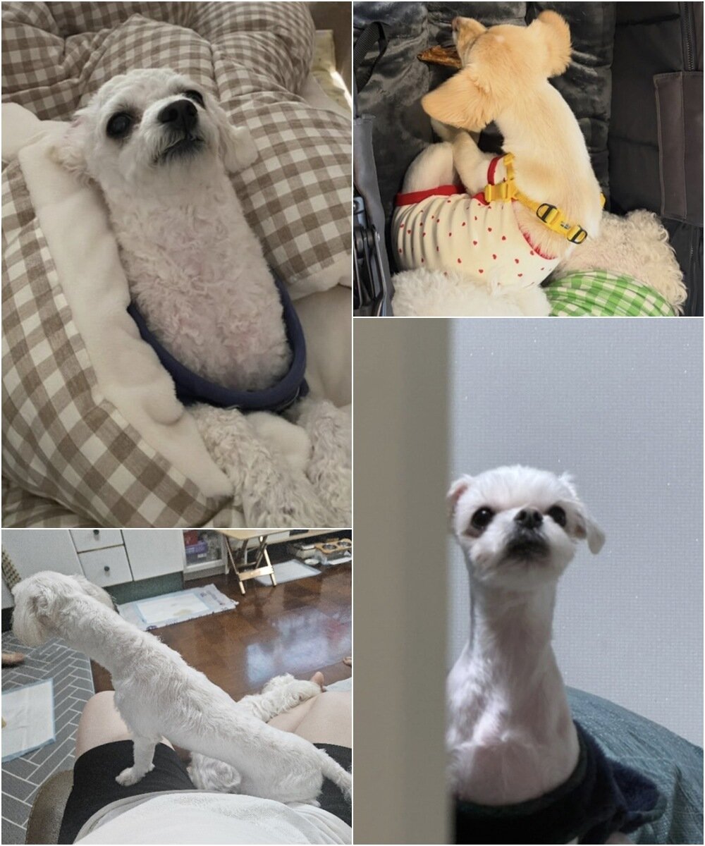 본문 이미지 - 목이 긴 두부의 영상 게시물 댓글에 남겨진  목 긴 반려견 대결(인스타그램 soondubu.kr 제공) ⓒ 뉴스1