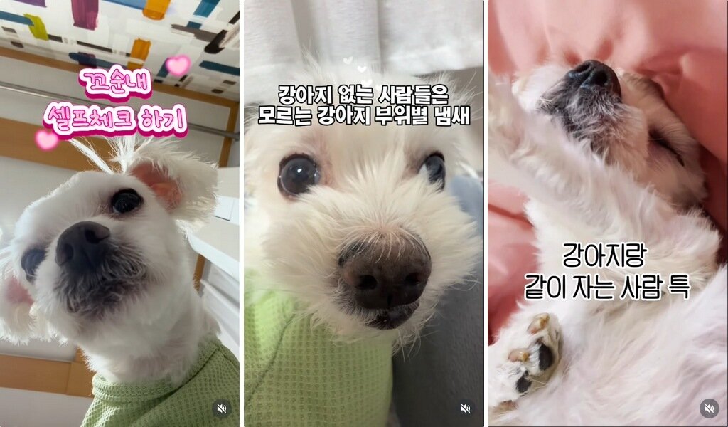 본문 이미지 - 보호자는 인스타그램을 통해 두부와의 귀여운 일상을 담은 콘텐츠를 꾸준히 올리고 있다(인스타그램 soondubu.kr 제공). ⓒ 뉴스1