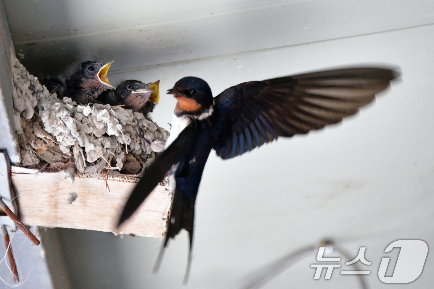 (포항=뉴스1) 최창호 기자 = 16일 오전 경북 포항시 북구 영일대북부시장 상가 처마 밑에 둥지를 튼 제비가 새끼들에게 먹잇감을 물어다 주고 있다. 2026.5.16/뉴스1