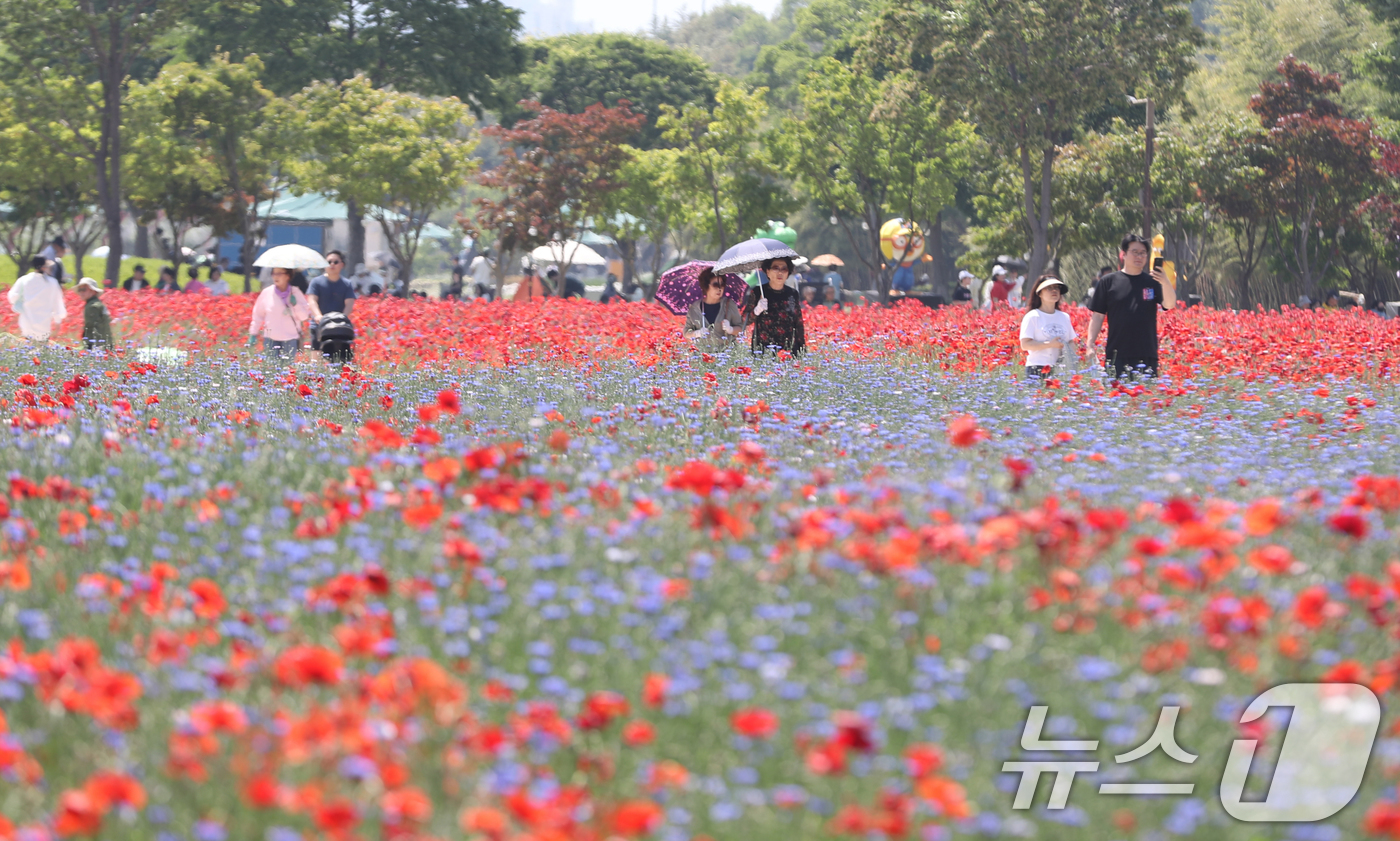 (울산=뉴스1) 조민주 기자 = 17일 울산 중구 태화강국가정원을 찾은 시민들이 활짝 핀 봄꽃을 감상하고 있다. 2026.5.17/뉴스1