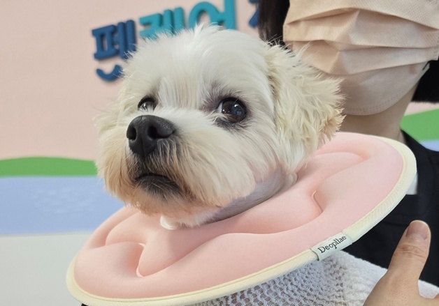 박순석동물메디컬센터, 이첨판폐쇄부전증 수술 성공…대구경북 최초