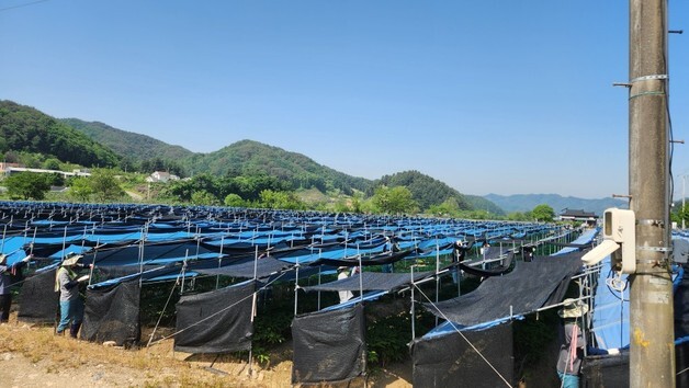 강원농협·춘천교도소, 홍천 인삼농가서 '보라미봉사단' 농촌일손돕기