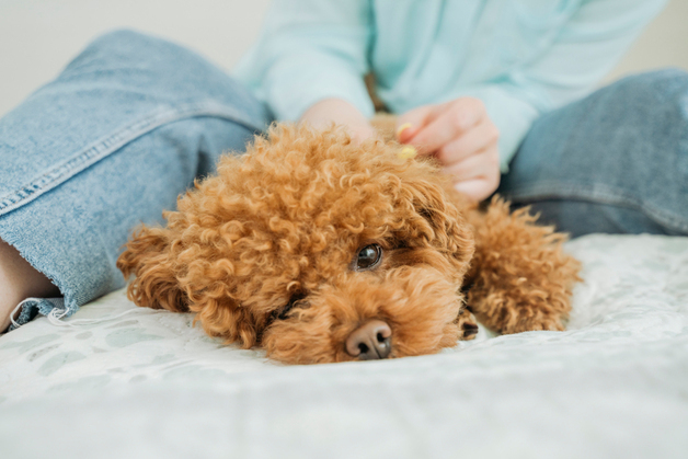 반복 실신하던 노령 푸들…심장초음파가 바꾼 치료 방향