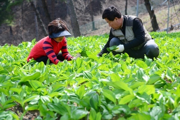 산림청, 임업직불금 준수사항 개선…마을공동체 공동활동 등 폐지