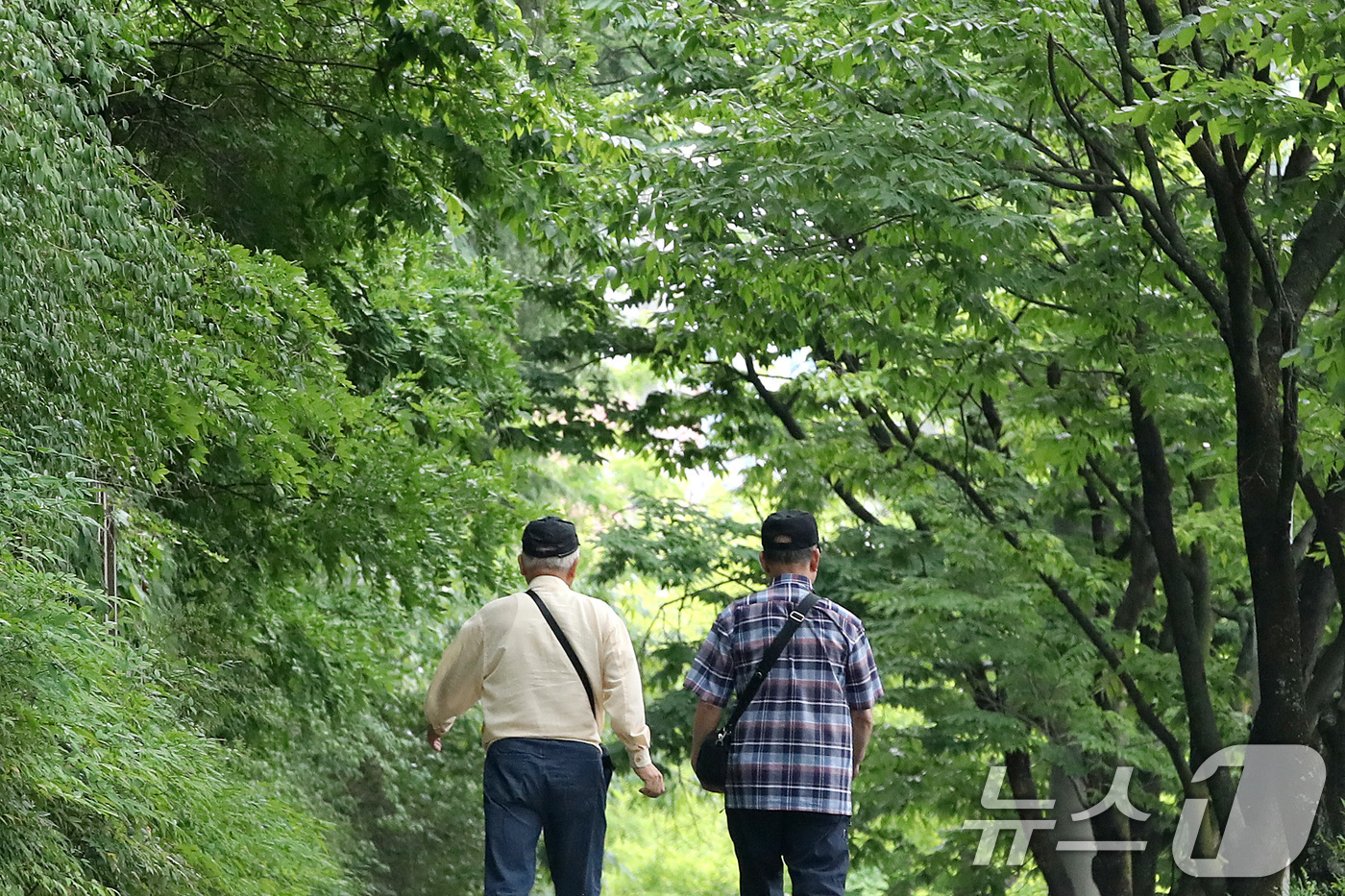 (대구=뉴스1) 공정식 기자 = 초여름 이른 더위가 이어진 19일 대구 도심에서 노인들이 녹음 짙어가는 가로수길을 걷고 있다. 2026.5.19/뉴스1