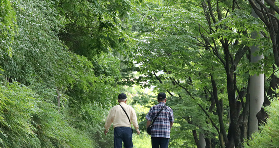 녹음 짙어가는 가로수길
