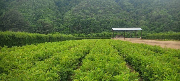 사라지는 꿀벌 지키자…동부지방산림청, 국유림에 '꿀 나무' 심는다