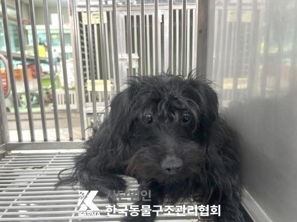 본문 이미지 - 지자체 보호소 입소 당시 까미의 모습(사진 동물보호관리시스템) ⓒ 뉴스1