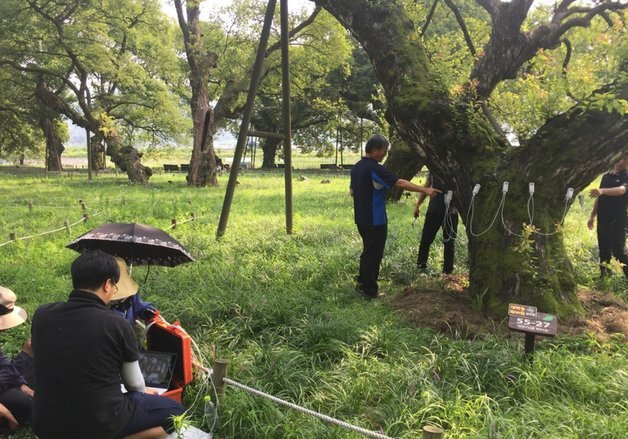 "보호수 점검은 나무의사에게"…산림청 '산림보호법' 개정