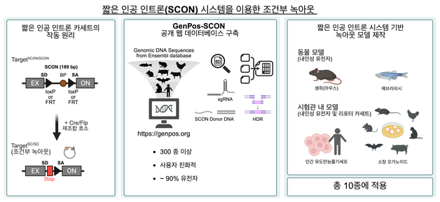 "유전자 기능 선택적 제어 가능…인간 줄기세포에도 적용"
