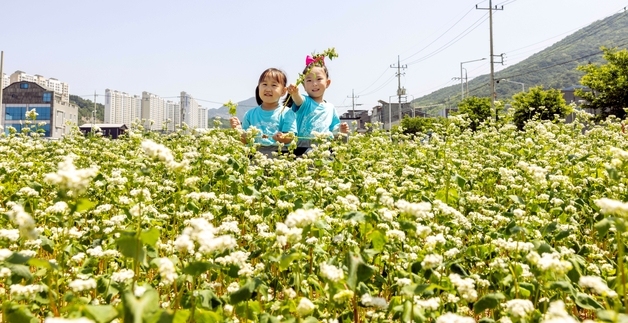 칠곡군, 생활쓰레기 방치 땅 6000평 메밀밭 조성