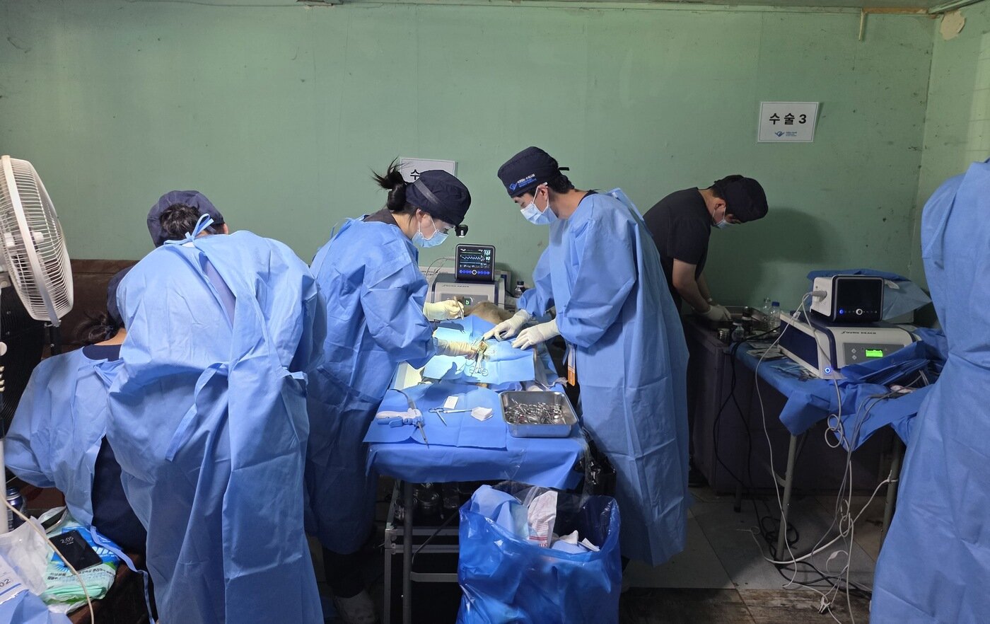 본문 이미지 - 국경없는수의사회가 울산 미키네쉼터에서 중성화 수술을 하고 있다(수의사회 제공). ⓒ 뉴스1