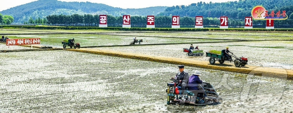 (평양 노동신문=뉴스1) = 북한 노동당 기관지 노동신문은 21일 "뜻깊은 올해를 알곡증산성과로 빛내이기 위해 떨쳐나선 각지 농업근로자들과 지원자들의 투쟁에 의해 모내기 성과가 날 …