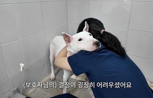 "더 고생시키기 싫어요"…보호자 붙잡은 수의사, 기적 만들었다