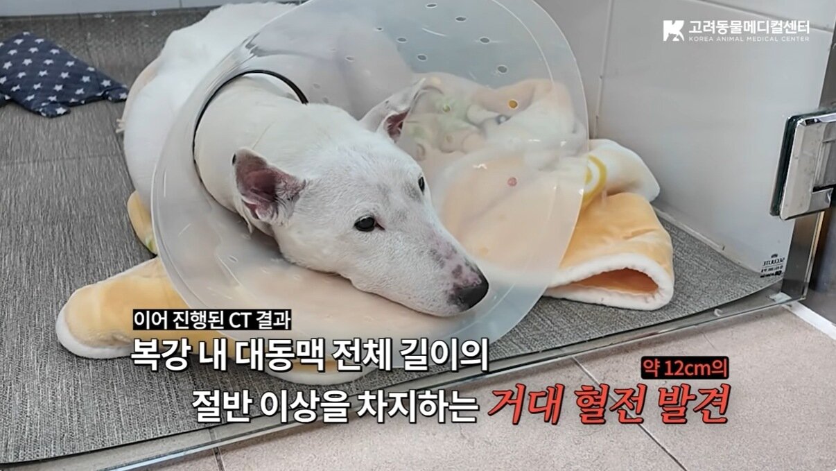 본문 이미지 - 복강 내 거대 혈전이 발견된 꾸꾸 ⓒ 뉴스1