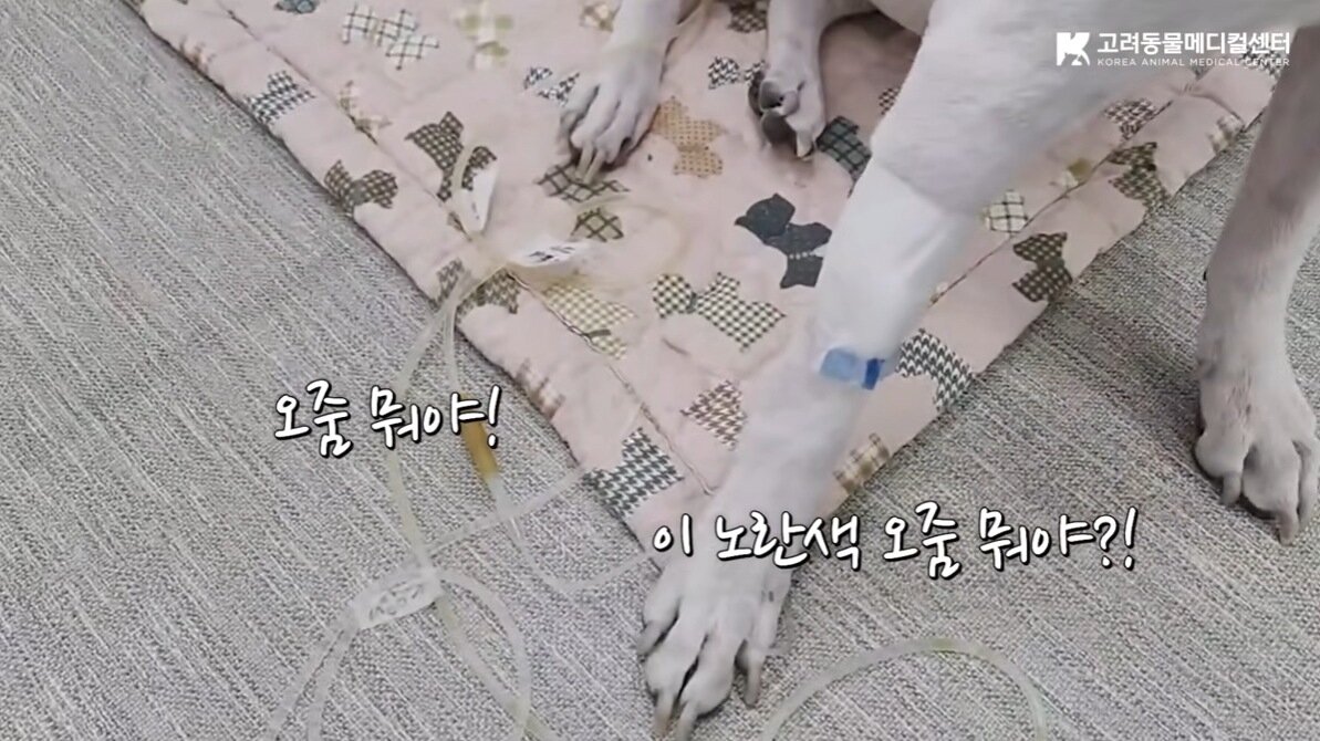 본문 이미지 - 꾸꾸의 멈췄던 신장에서 소변이 조금씩 만들어지기 시작한 순간(유튜브 갈무리) ⓒ 뉴스1
