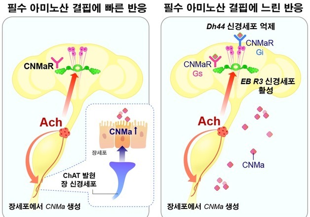 "오늘은 고기가 땡기는데"…'장'이 뇌에 보내는 신호였다