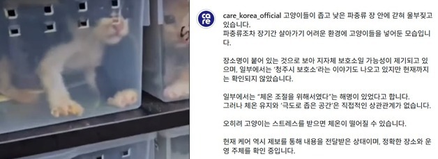 새끼 고양이 파충류 사육장에 보호…청주반려동물보호센터 논란