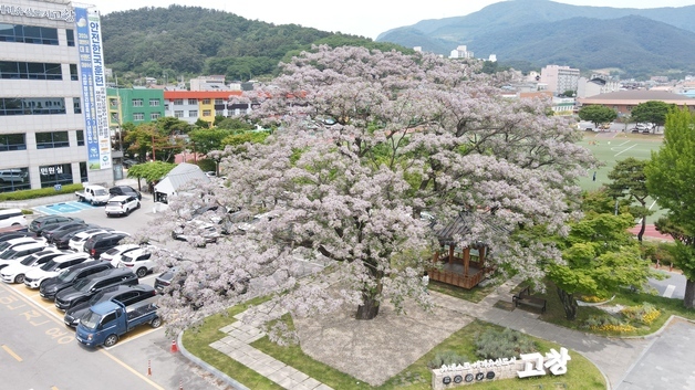 도심 속 꽃 틔운 천연기념물…고창군청 앞 멀구슬나무 만개