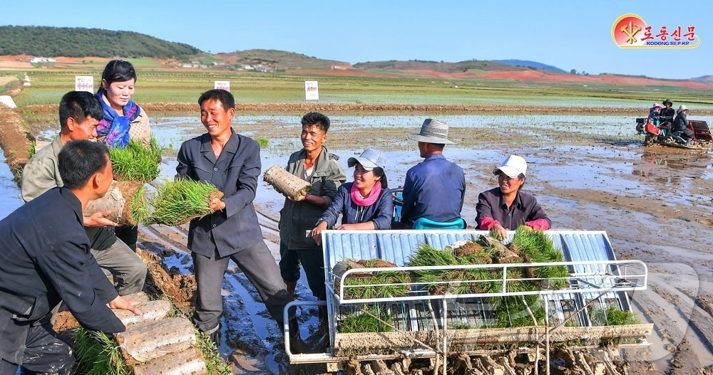 (평양 노동신문=뉴스1) = 북한 노동당 기관지 노동신문은 25일 "열두삼천리벌의 농촌들이 당이 제시한 올해 알곡고지점령을 위한 당면한 모내기로 들썩이고 있다"며 "숙천군, 문덕군 …