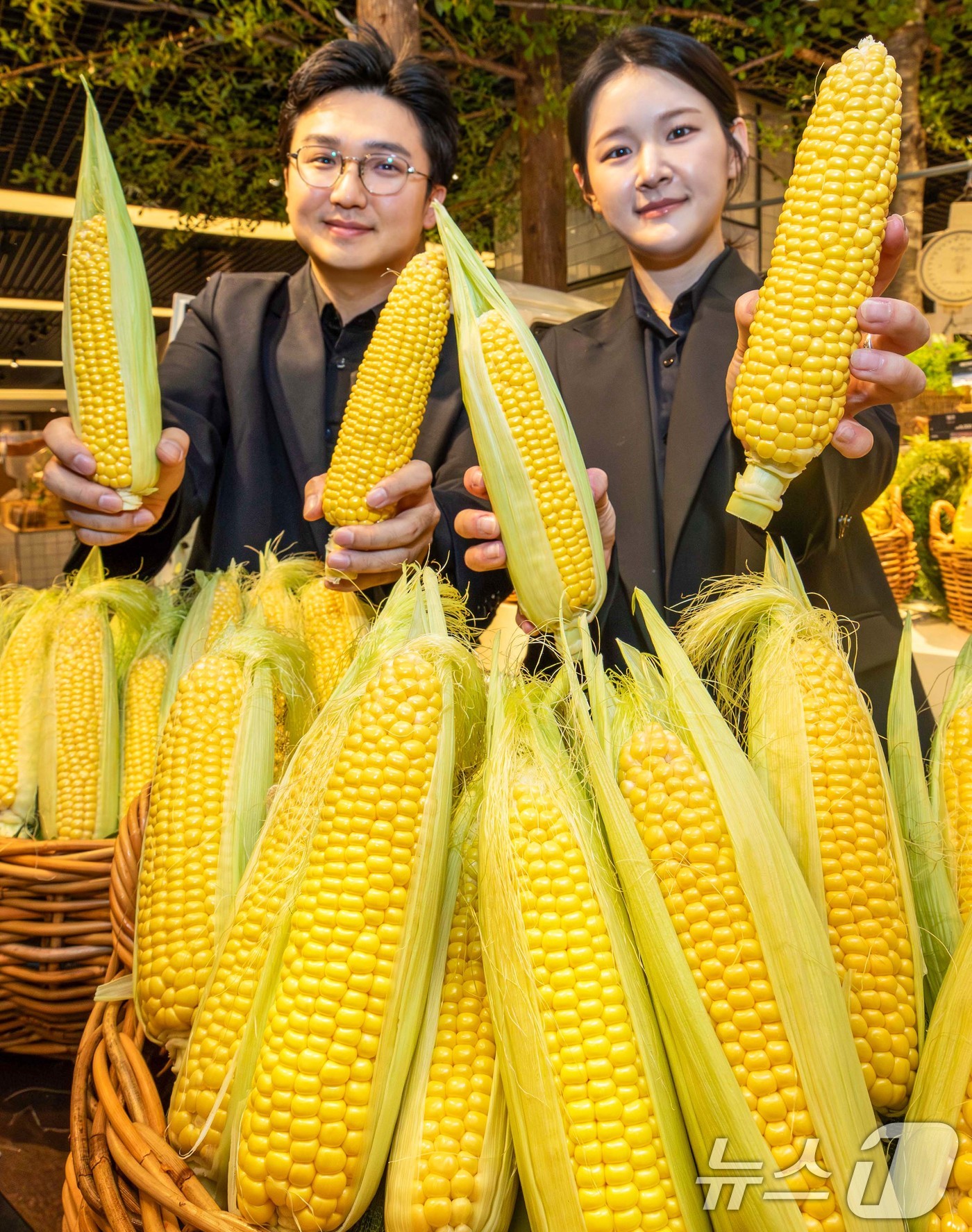(서울=뉴스1) = 현대백화점은 현대백화점 전국 점포에서 경상남도 의령에서 수확한 '초당옥수수'를 판매한다고 25일 밝혔다.이번에 선보이는 초당옥수수는 평균 당도가 17브릭스(Br …
