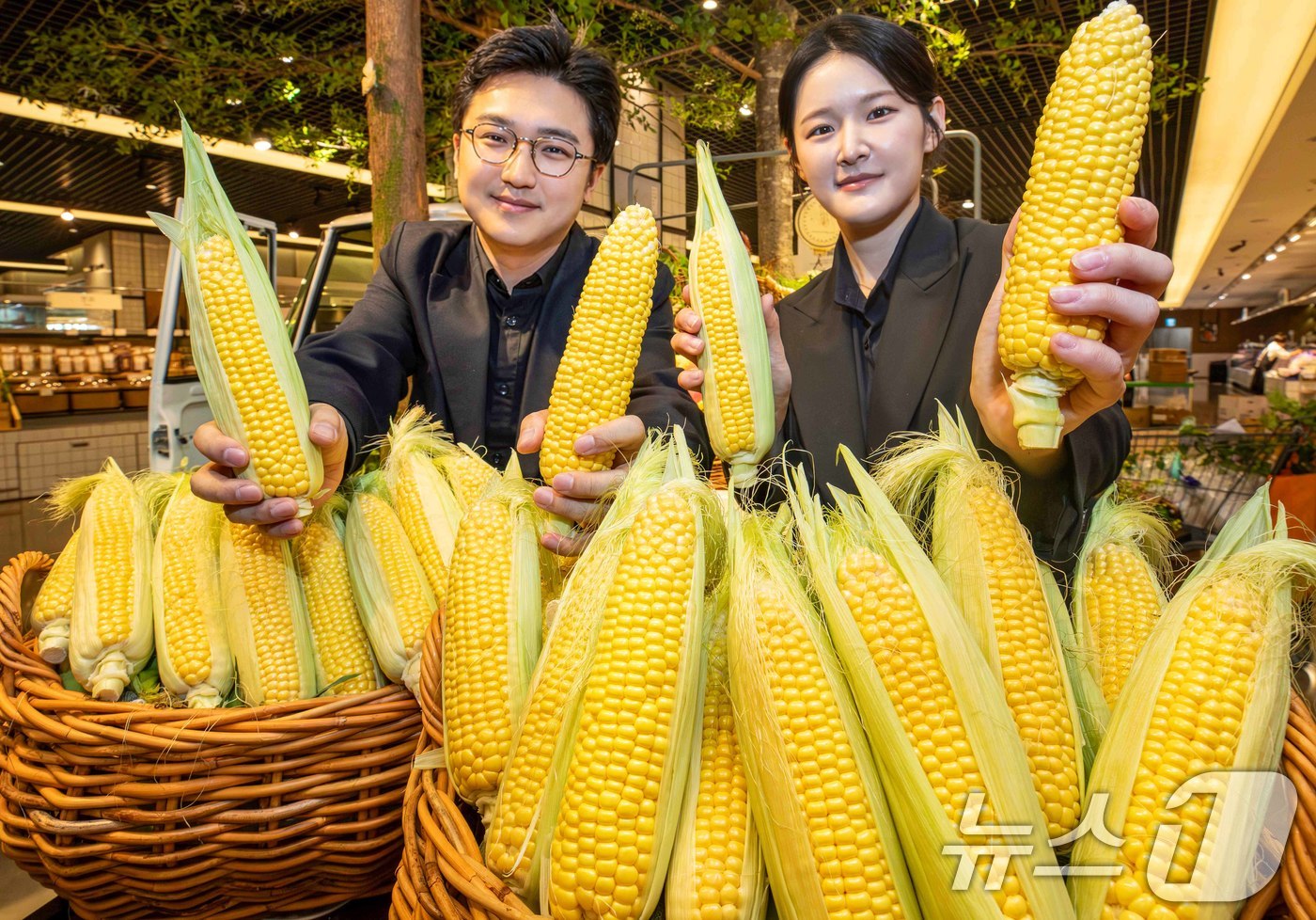 (서울=뉴스1) = 현대백화점은 현대백화점 전국 점포에서 경상남도 의령에서 수확한 '초당옥수수'를 판매한다고 25일 밝혔다.이번에 선보이는 초당옥수수는 평균 당도가 17브릭스(Br …