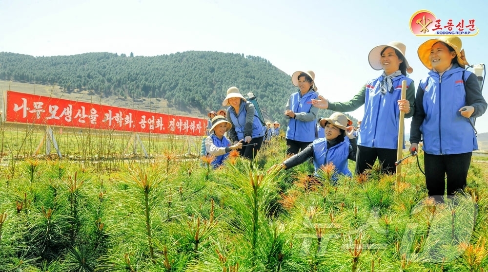 (평양 노동신문=뉴스1) = 북한 노동당 기관지 노동신문은 26일 삼수군 산림경영소 모체양묘장에서 삼수군당 일꾼 가족들이 나무모 관리에 참여하고 있다고 보도했다.[국내에서만 사용가 …