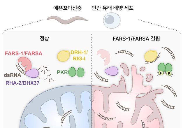 노화 늦출 새로운 실마리 찾았다…촉진 RNA 조절 가능성 규명