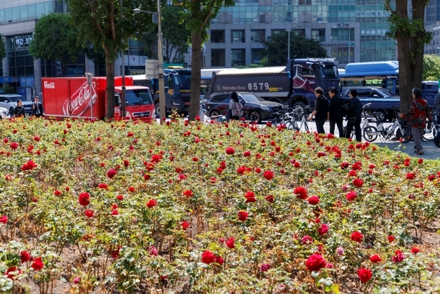마포구, 공덕역 재개발사업장에 임시 장미정원 조성