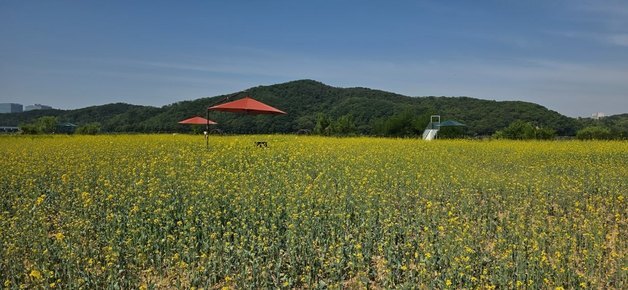 용인 기흥호수공원 유채꽃 단지 '인생 사진' 명소 각광…2만1818㎡