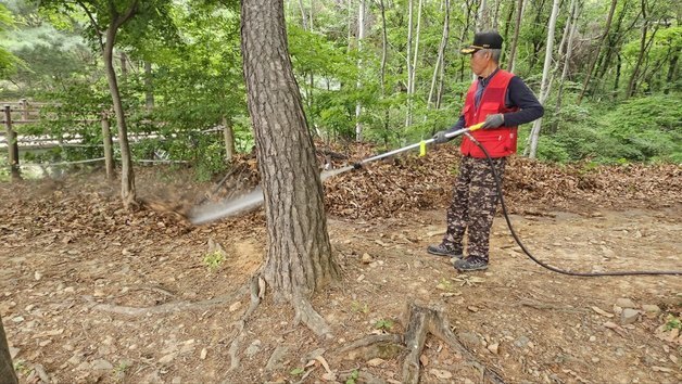 계양구, 러브발생 대발생 위한 계양산·천마산 집중 방제