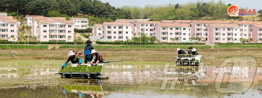 (평양 노동신문=뉴스1) = 북한 노동당 기관지 노동신문은 평안북도 신의주시 등 각지 농촌에서 모내기가 진행되며 27일 기준 전체 실적이 75%를 넘어섰다고 28일 보도했다.[국내 …