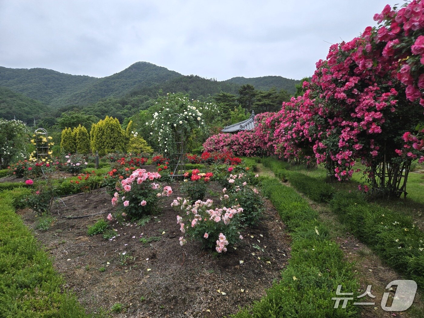 본문 이미지 - 충북 영동군 황간면 노근리평화공원에 장미꽃이 활짝 폈다. (영동군 제공. 재판매 및 DB금지)/뉴스1 