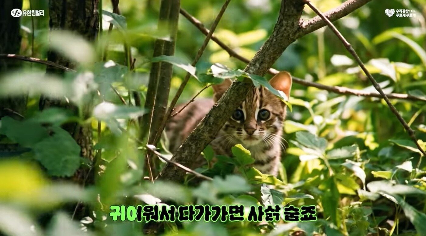 본문 이미지 - 화제를 모은 유한킴벌리의 광고 영상 (유한킴벌리 유튜브 캡처)