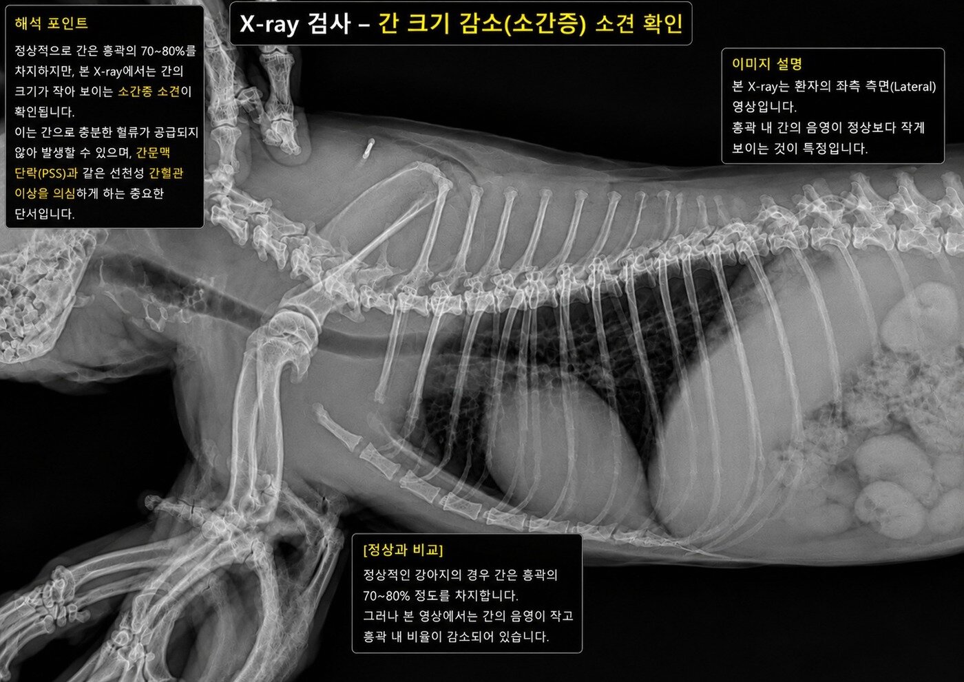 본문 이미지 - 흉부 엑스레이 검사 결과 확인된 소간증(더케어동물의료센터 제공) ⓒ 뉴스1
